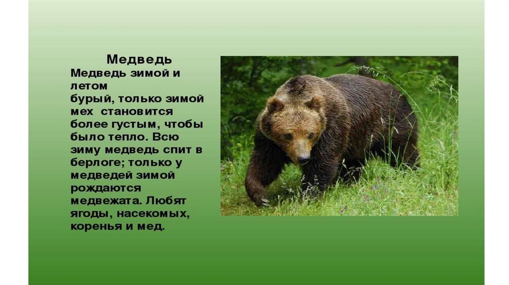 Медведь годы жизни. Медведь зимой и летом. Бурый медведь летом и зимой. Бурый медведь зимой. Животные Татарстана.