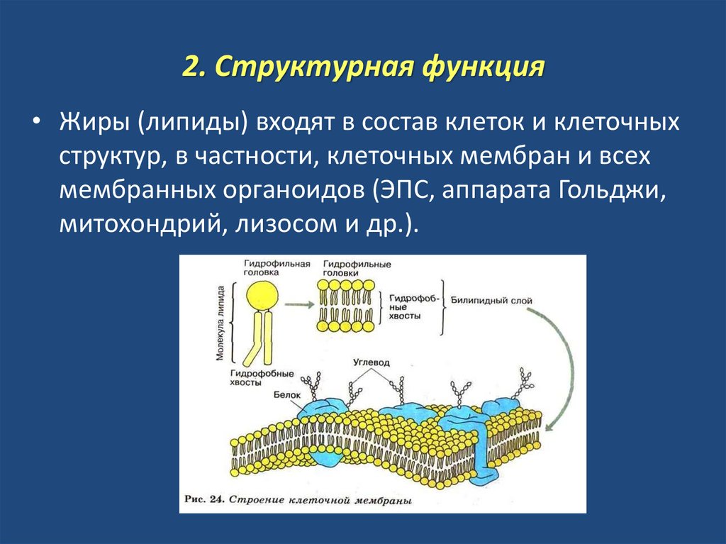 Белки клеточных мембран выполняют функцию. Структурная функция фосфолипидов в мембране. Функции жиров в клеточной мембране. Фосфолипиды мембран клеток структура. Липиды в составе клеточной мембраны.