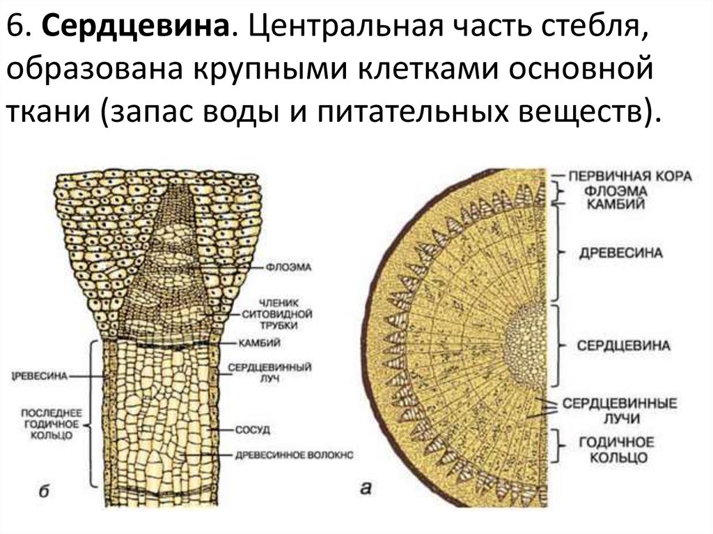 Строение стебля презентация