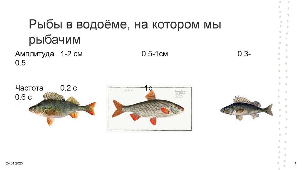 Рыбы в водоёме, на котором мы рыбачим