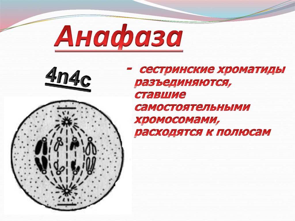 Митоз его биологическое значение