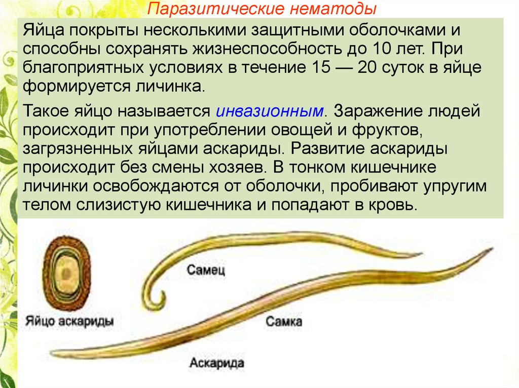 Выбери три признака круглых червей. Черви-паразиты нематоды.. Круглые черви нематоды паразиты. Конспект по биологии Тип круглые черви нематоды. Нематоды - Первичнополостные черви.