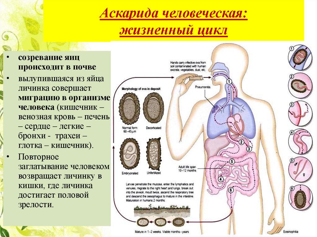 Аскарида локализация в организме. Локализация аскариды человеческой. Круглые черви цикл развития аскариды. Круглые черви аскарида жизненный цикл.