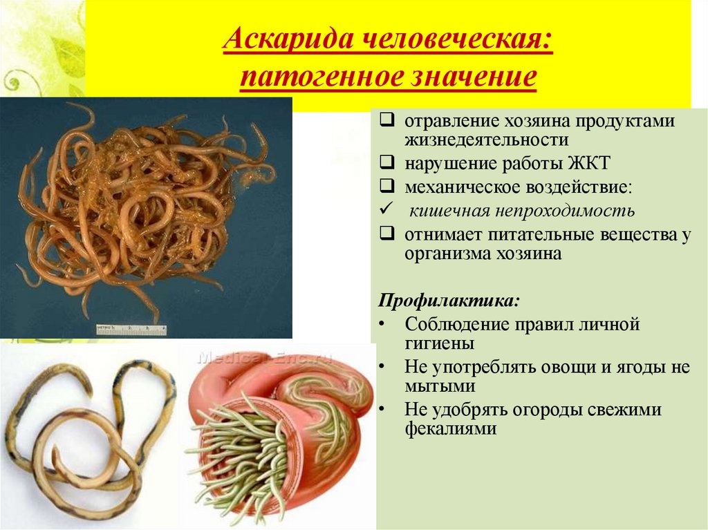Заболевания вызываемые ленточными червями. Тип круглые черви 7 класс аскарида. Паразиты черви аскариды. Круглый червь человеческая аскарида.
