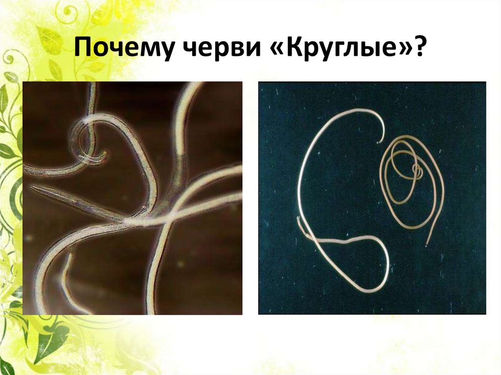 Круглые черви суждения. Круглые черви симметрия. Плоские черви симметрия. Какой Тип симметрии у круглых червей.