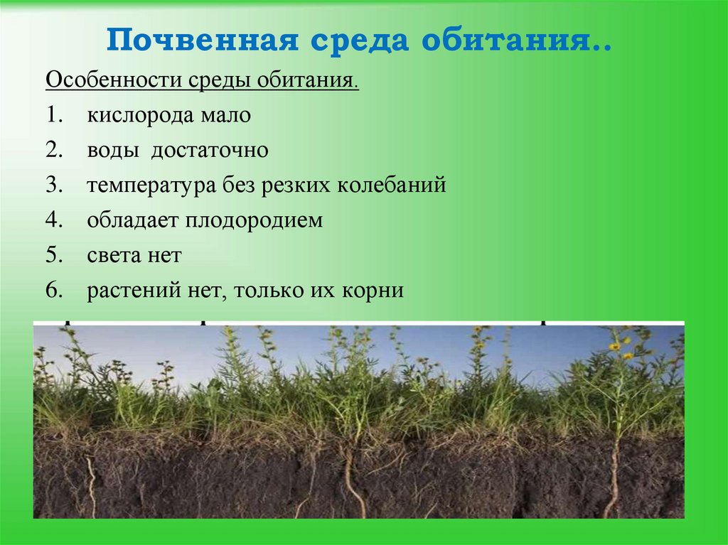 Наземно воздушная и почвенная среды жизни. Биокосные вещества биосферы. Почвенная среда обитания. Почвенная среда обитания растения. Растения обитающие в почвенной среде.