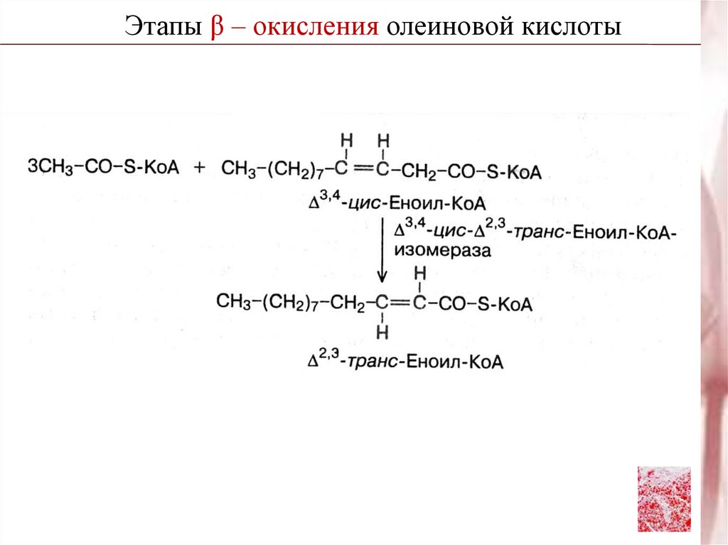 Окисление 2 кислот. Бета окисление олеиновой кислоты. Синтез олеиновой кислоты. Мягкое окисление олеиновой кислоты. Окисление олеиновой кислоты.