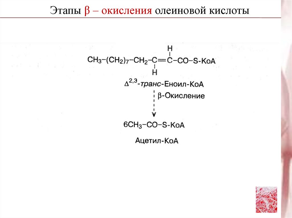 Этапы окисления. Продукт пероксидного окисления олеиновой кислоты. Свободнорадикального окисления олеиновой кислоты. Механизм окисления олеиновой кислоты. Бета окисление олеиновой кислоты АТФ.