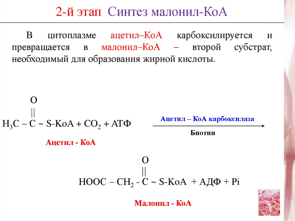 2 этап синтеза. Фермент катализирующий превращение ацетил-КОА В малонил-КОА. Реакция образования малонил КОА. Синтез жирных кислот малонил КОА. Кофермент ацетил-КОА карбоксилазы.