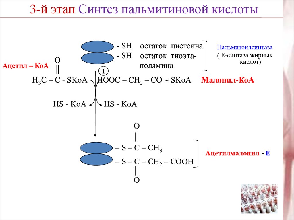 Периоду синтеза. Схема синтеза пальмитиновой кислоты. Синтез пальмитиновой кислоты из лейцина. Ацетил КОА Синтез жирных кислот. Синтаза жирных кислот строение.