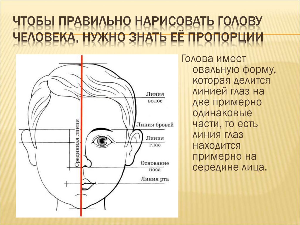 Название лица человека. Название частей головы. Пропорции головы человека. Формы головы человека виды.