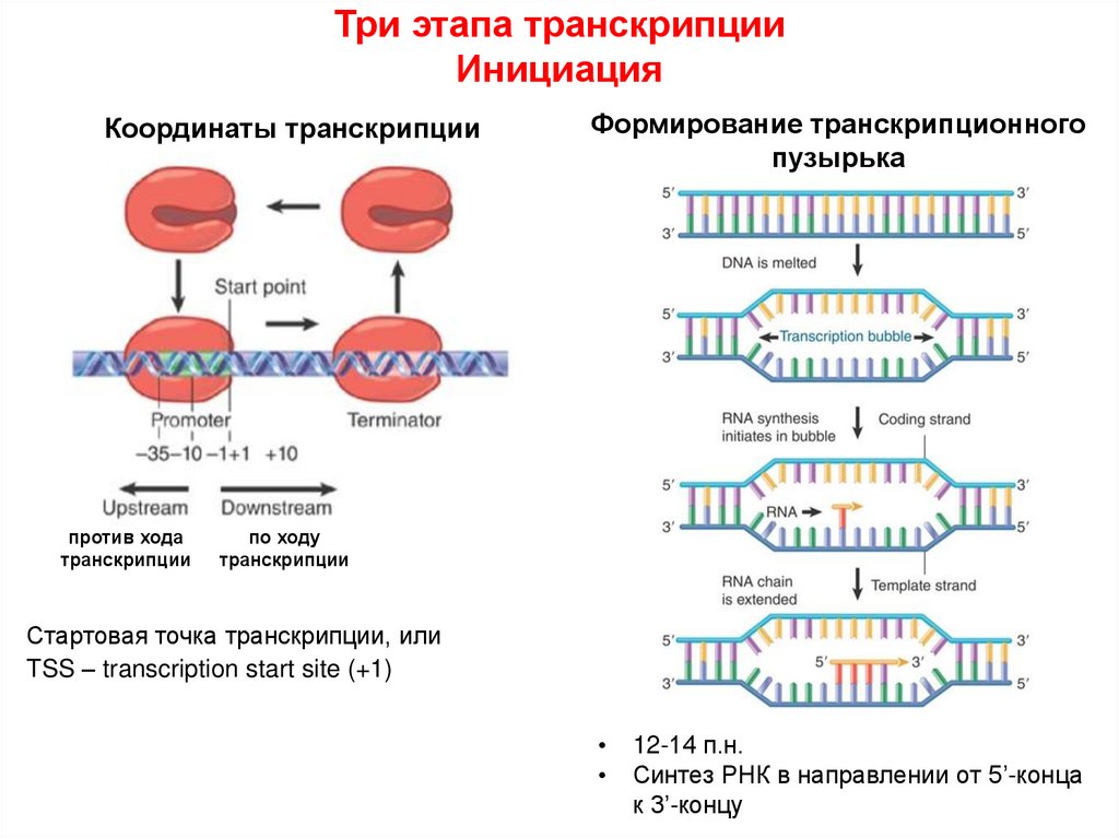 Транскрипция ДНК. Схема транскрипции. Транскрипция ДНК этапы. Направление транскрипции ДНК.