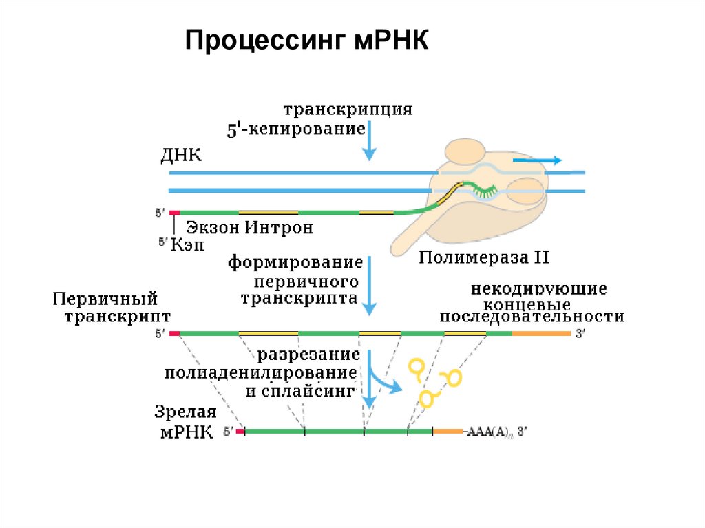 На матрице рнк происходит. Структура матричной РНК эукариот. Матричная РНК эукариот строение. Процессинг МРНК У эукариот. Матричная РНК (МРНК).