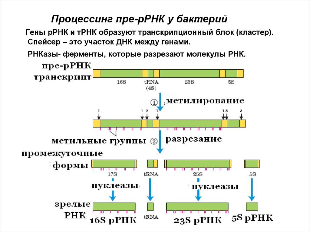 Размеры рнк. Транскрипция ДНК этапы. Механизм транскрипции ДНК. Кластер функции ДНК. Транскрипция ДНК схема с ферментами.