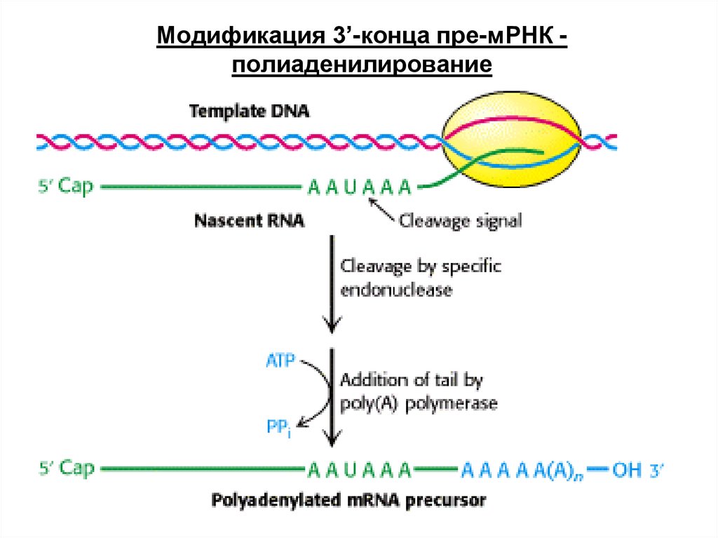 Концы транскрибируемая днк. Полиаденилирование 3 -конца МРНК. Полиаденилирование РНК. Полиаденилирование это в биологии. Полиаденилирование МРНК.