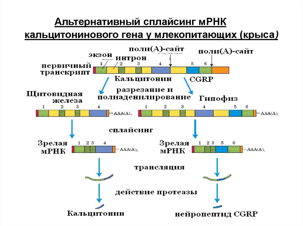 Рнк встречается. Альтернативный сплайсинг Гена кальцитонина. Альтернативный сплайсинг РНК. Сплайсинг МРНК эукариот. Альтернативный сплайсинг пре-МРНК характеризуется.