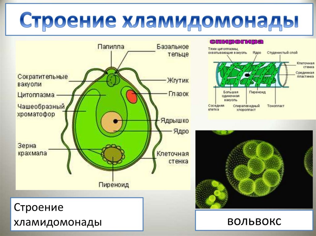 Строение водоросли хламидомонады. Вольвокс и хламидомонада. Хроматофор вольвокса. Строение клетки хламидомонады. Строение хламидомонады.