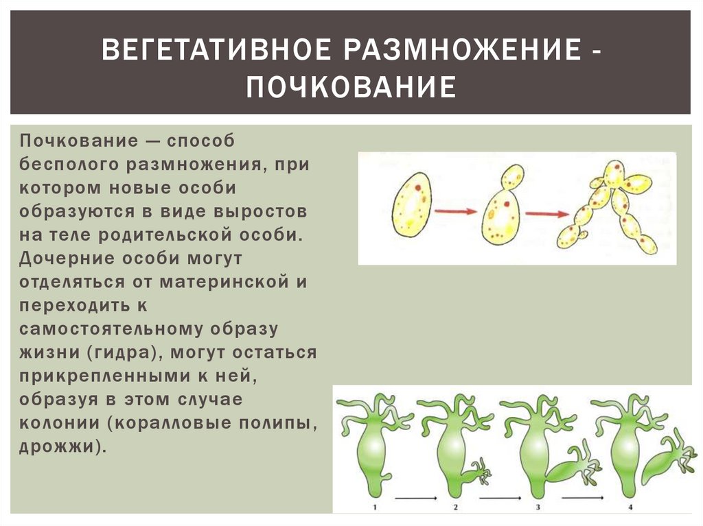 Значение вегетативного размножения кратко. Вегетативное размножение водорослей схема. Размножение гидры почкование. Бесполое размножение почкование кратко.