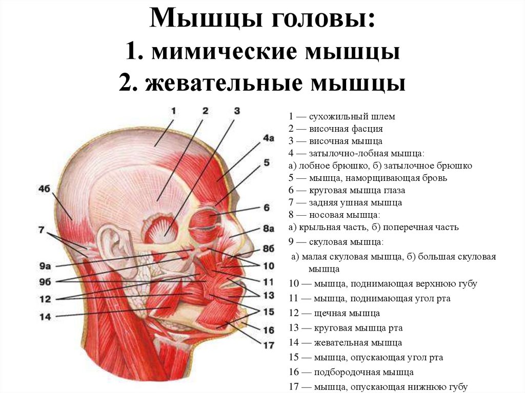 Мышцы головы подзатылочные мышцы