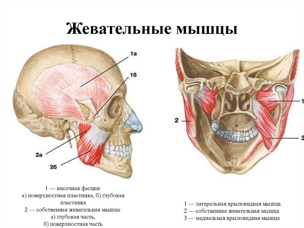 Болят жевательные мышцы. Жевательные мышцы. Передний край жевательной мышцы. Мышцы жевательного аппарата.