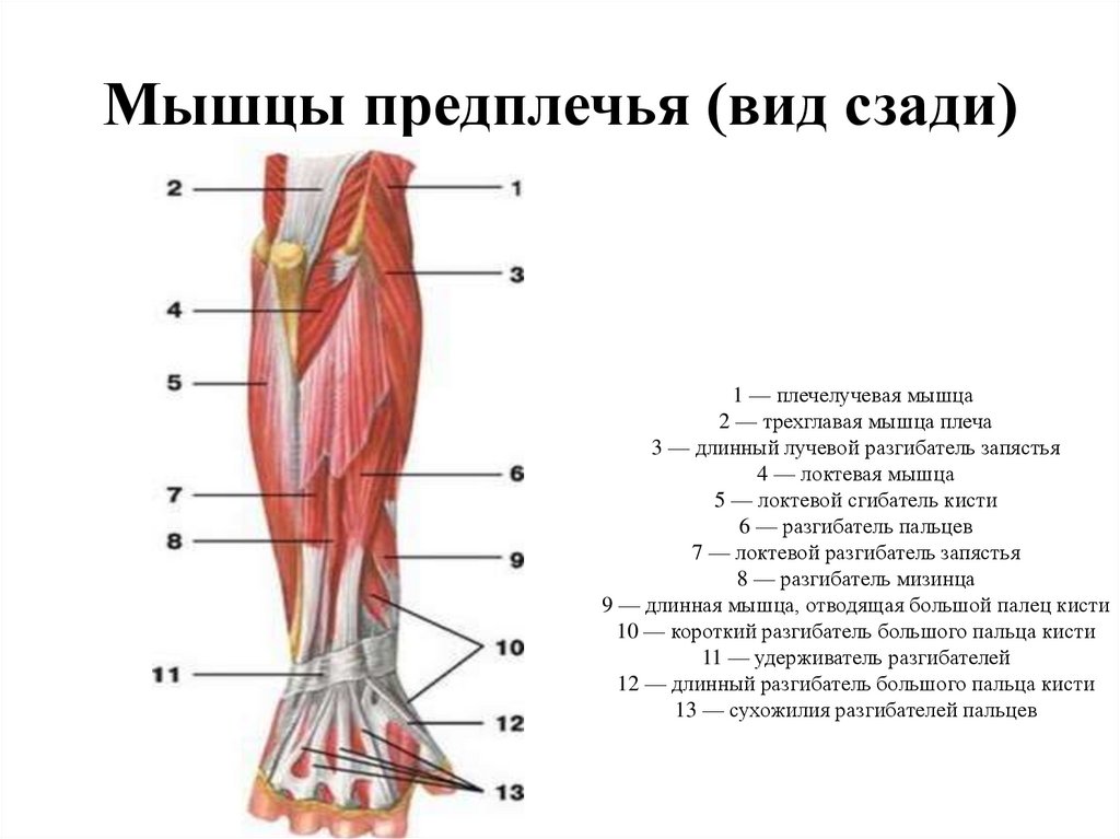 Мышцы предплечья. Мышцы предплечья и кисти. Виды предплечий. Вид предплечей.