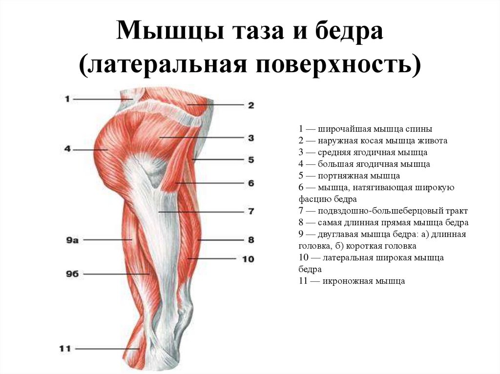 Строение мышечного чувства