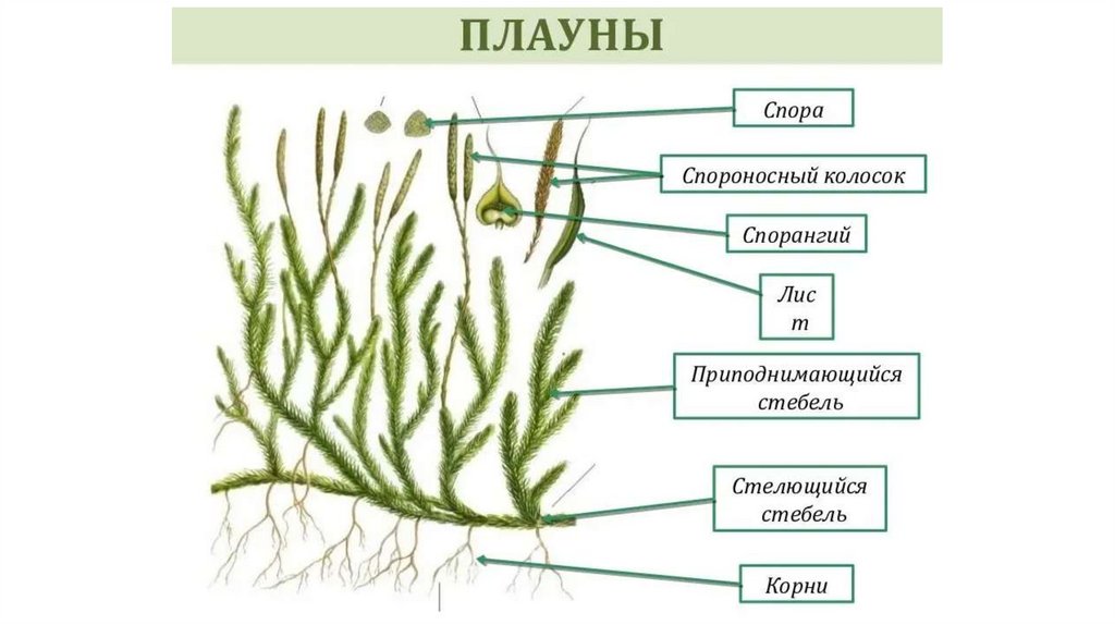 Мхов и лишайников больше на какой стороне