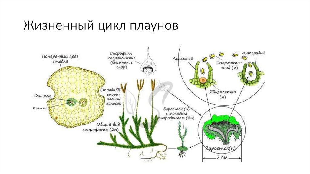 Заросток плауна. Заросток у растений. Заросток на голове. Заросток плауна паразит грибов.