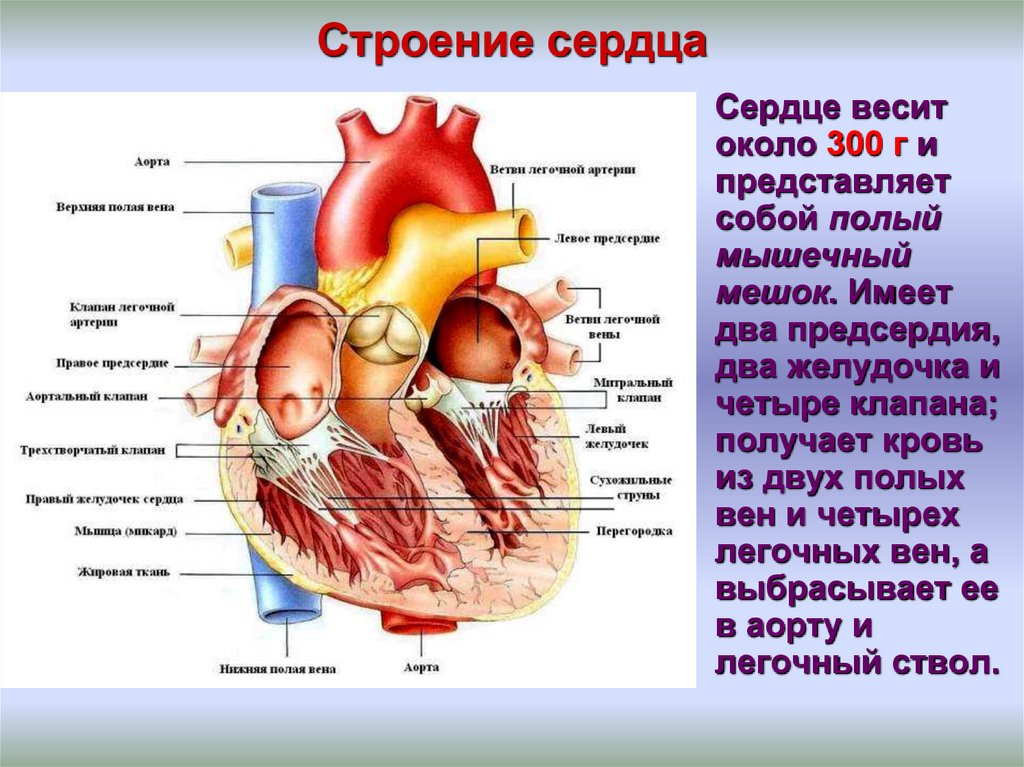 Рисунок клапанный аппарат сердца