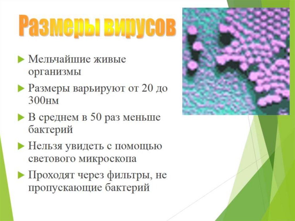 Презентация бактерии 7 класс пасечник. Бактерии презентация. Бактерии ОГЭ. Бактерии 7 класс. Вирусы и бактерии ОГЭ.