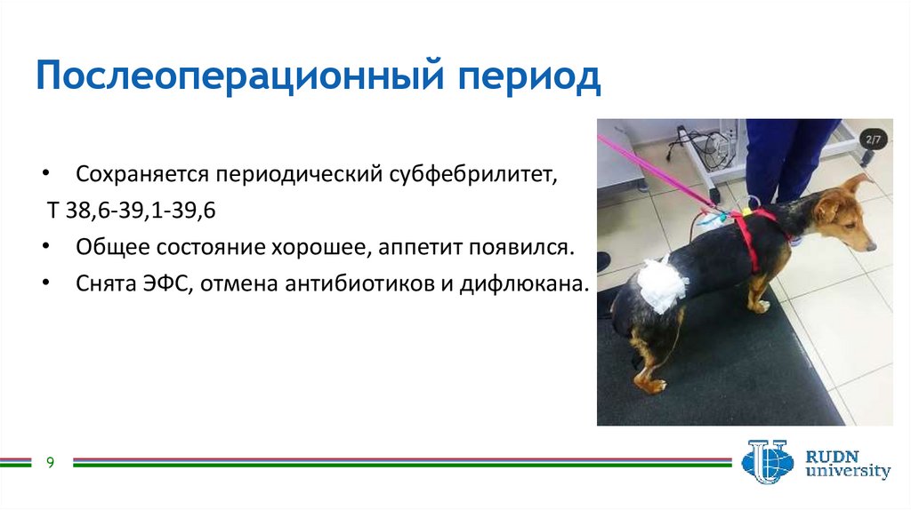 Прободная язва 12-ти перстной кишки у собаки - презентация онлайн
