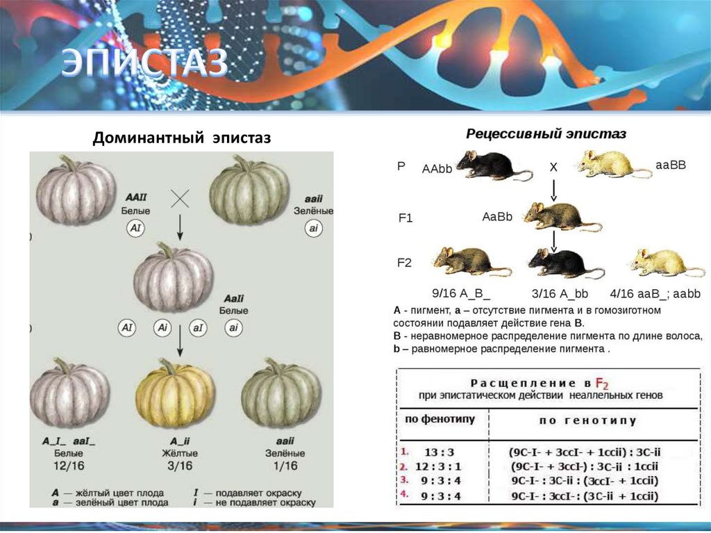 Взаимодействие генов - online presentation