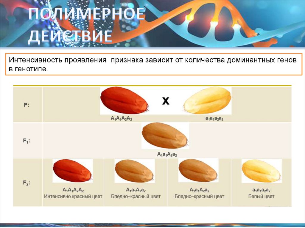 Взаимодействие генов - online presentation