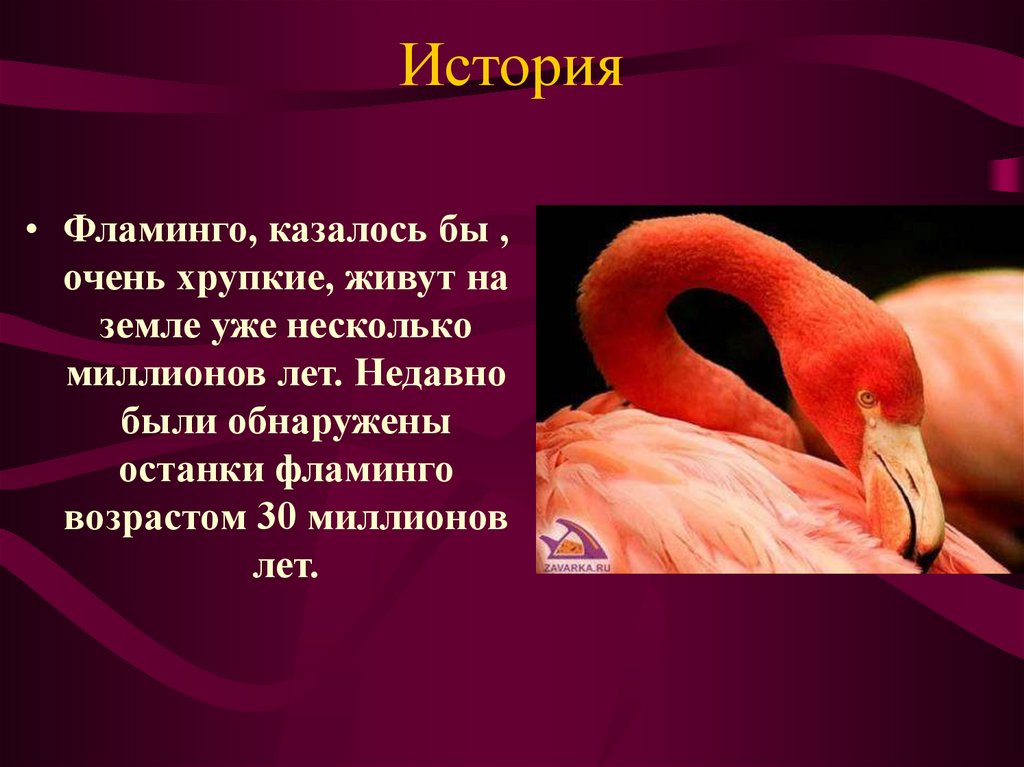 Фламинго сообщение. Фламинго презентация. Розовый Фламинго презентация. Сообщение о Фламинго. Очень интересные факты о Фламинго.
