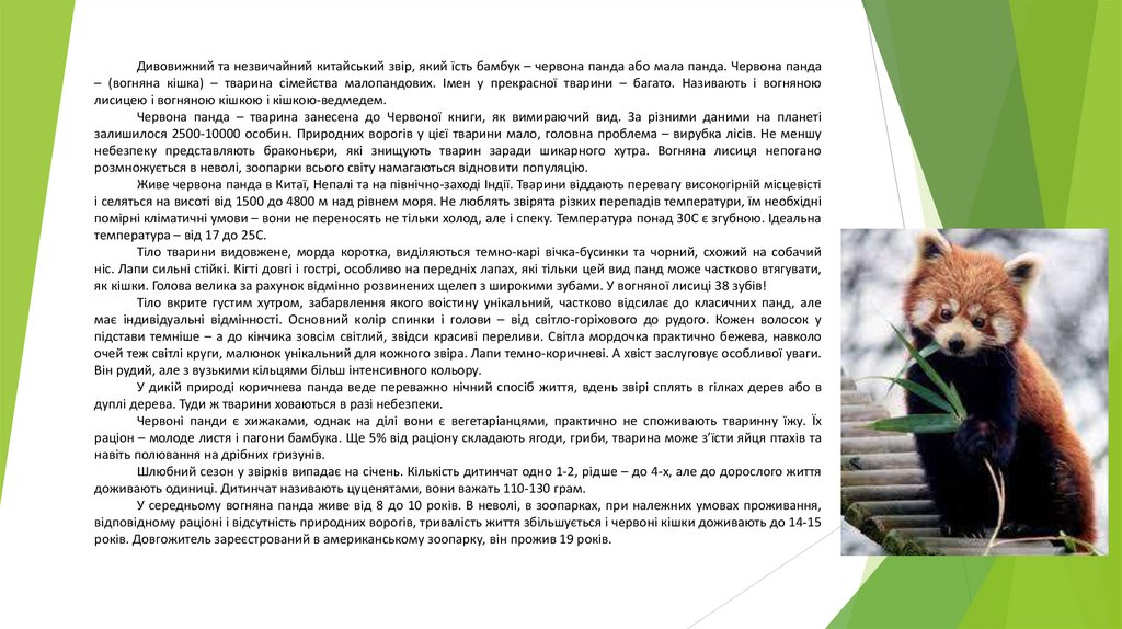 Червона панда - презентация онлайн