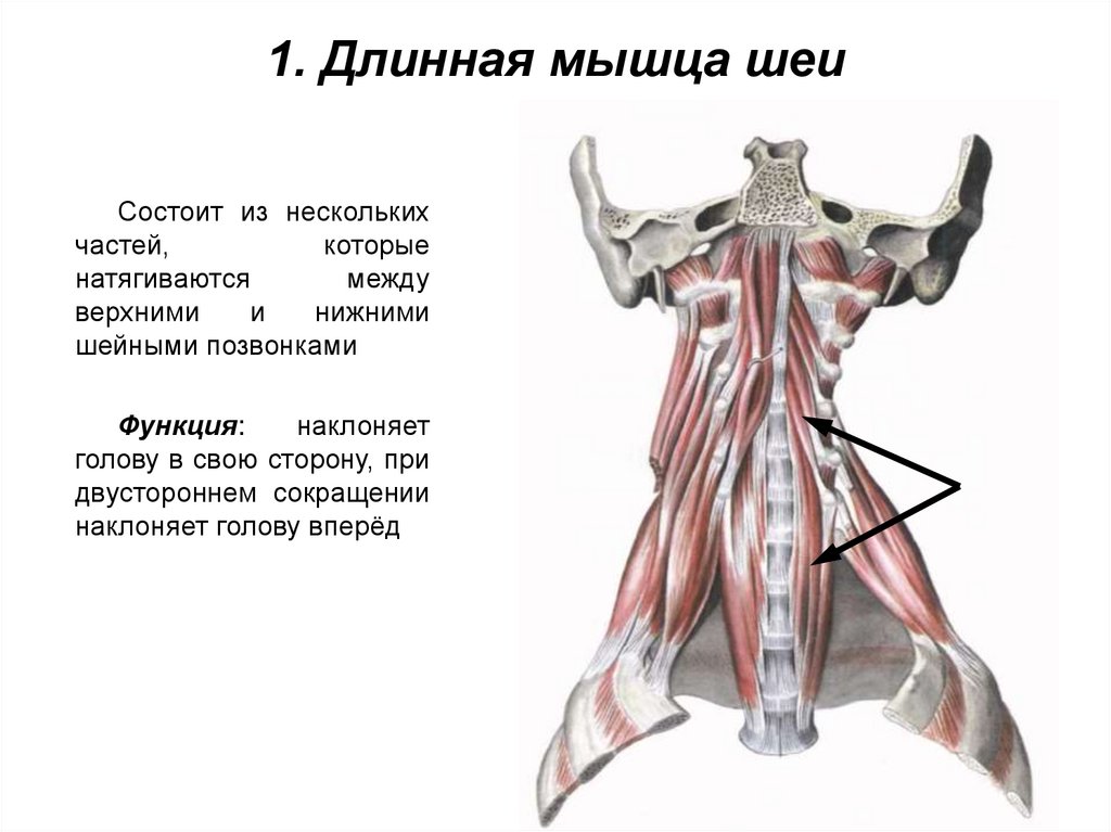 1. Длинная мышца шеи