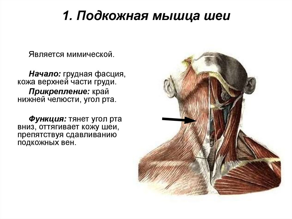 1. Подкожная мышца шеи