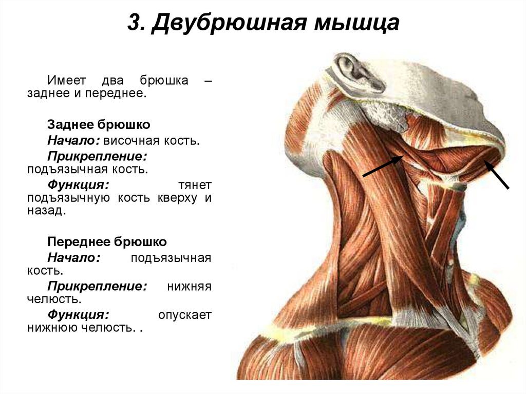 3. Двубрюшная мышца