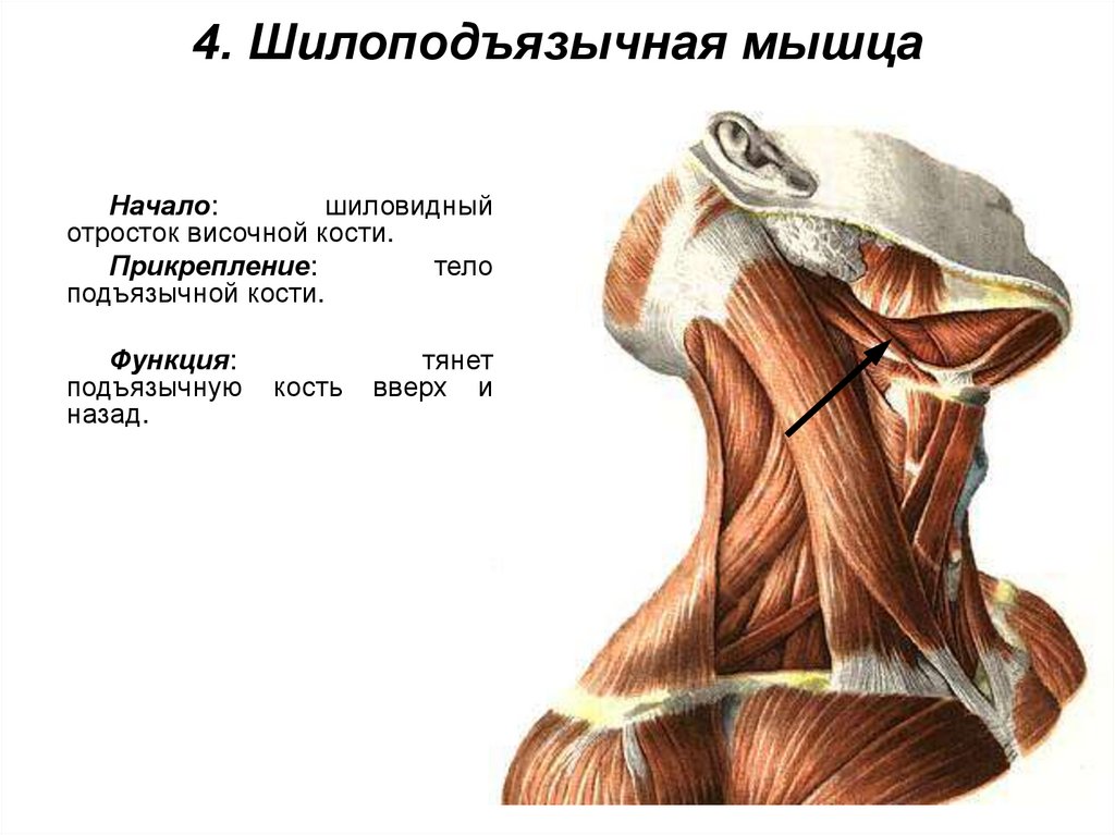 4. Шилоподъязычная мышца