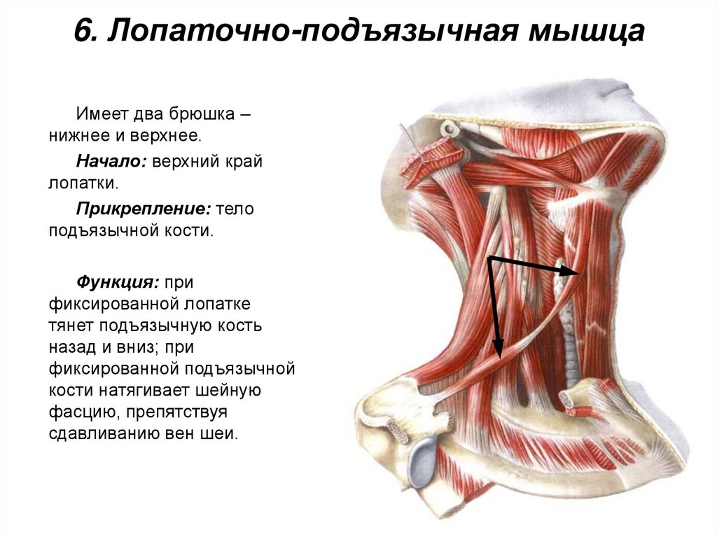 6. Лопаточно-подъязычная мышца