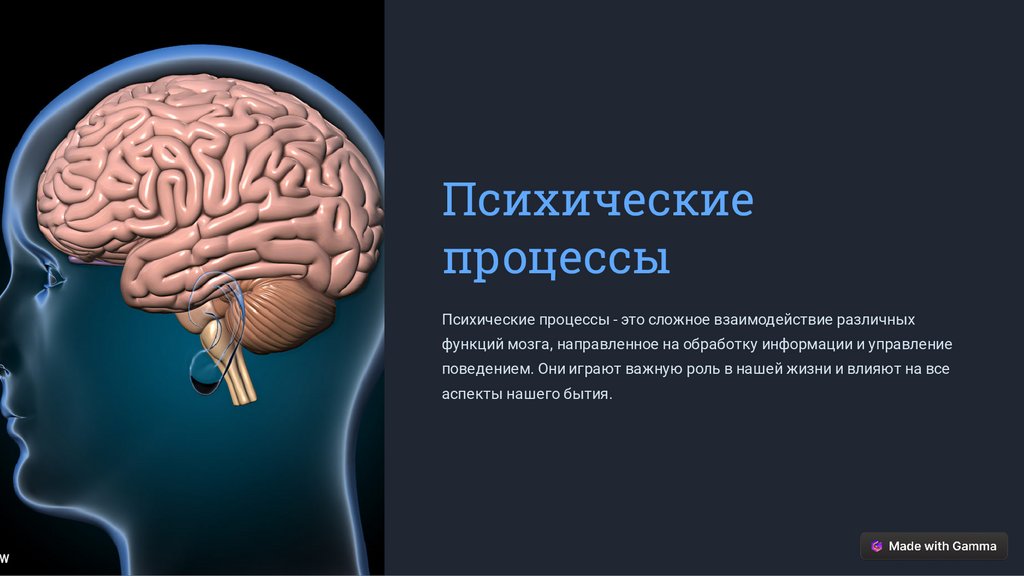 Психические процессы - презентация онлайн