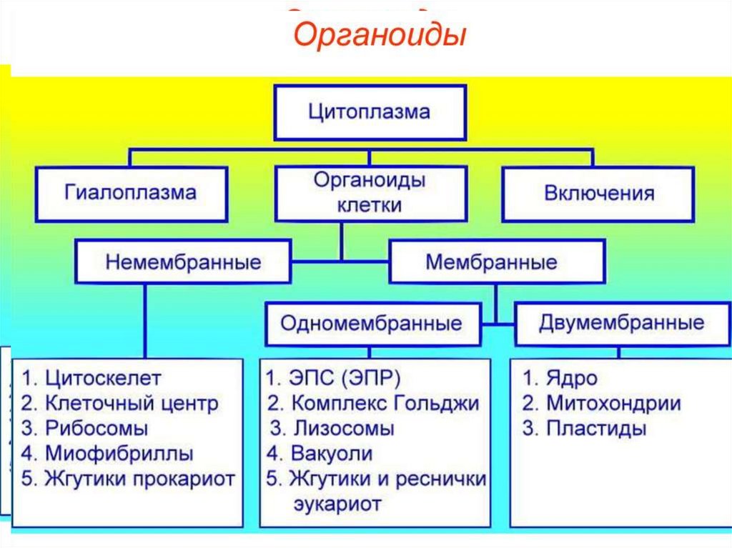 Двумембранные органоиды клеток функции