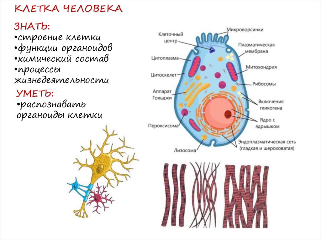 Клетки человека содержат