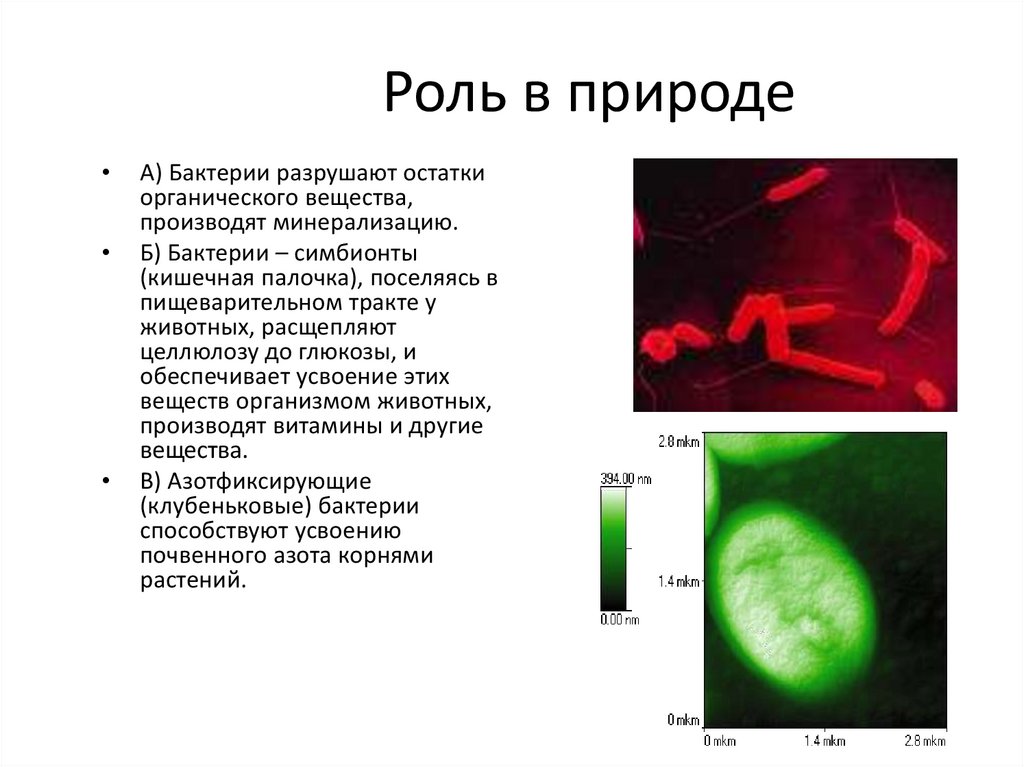 Группы прокариотических организмов