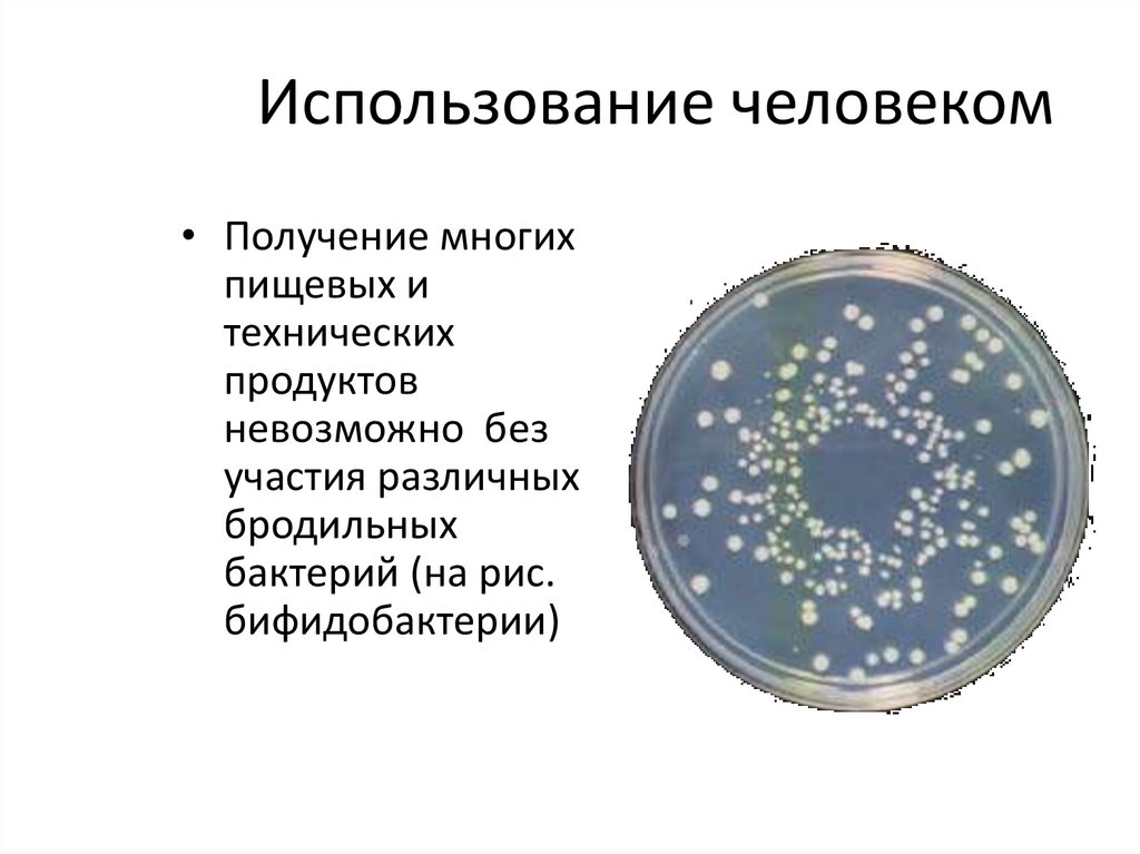 Отрицательная роль бактерий
