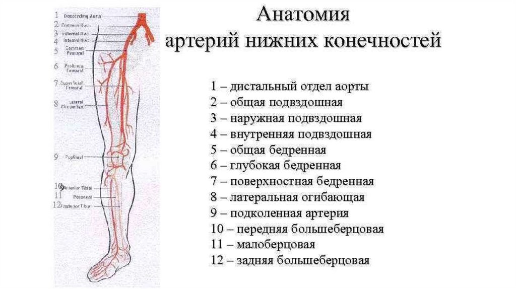 Основные артерии стопы. Артерии нижних конечностей схема. Кровоснабжение нижней конечности схема. Схема кровотока нижних конечностей. Артерии нижней конечности анатомия.