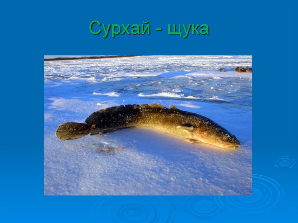 Сурхай - щука