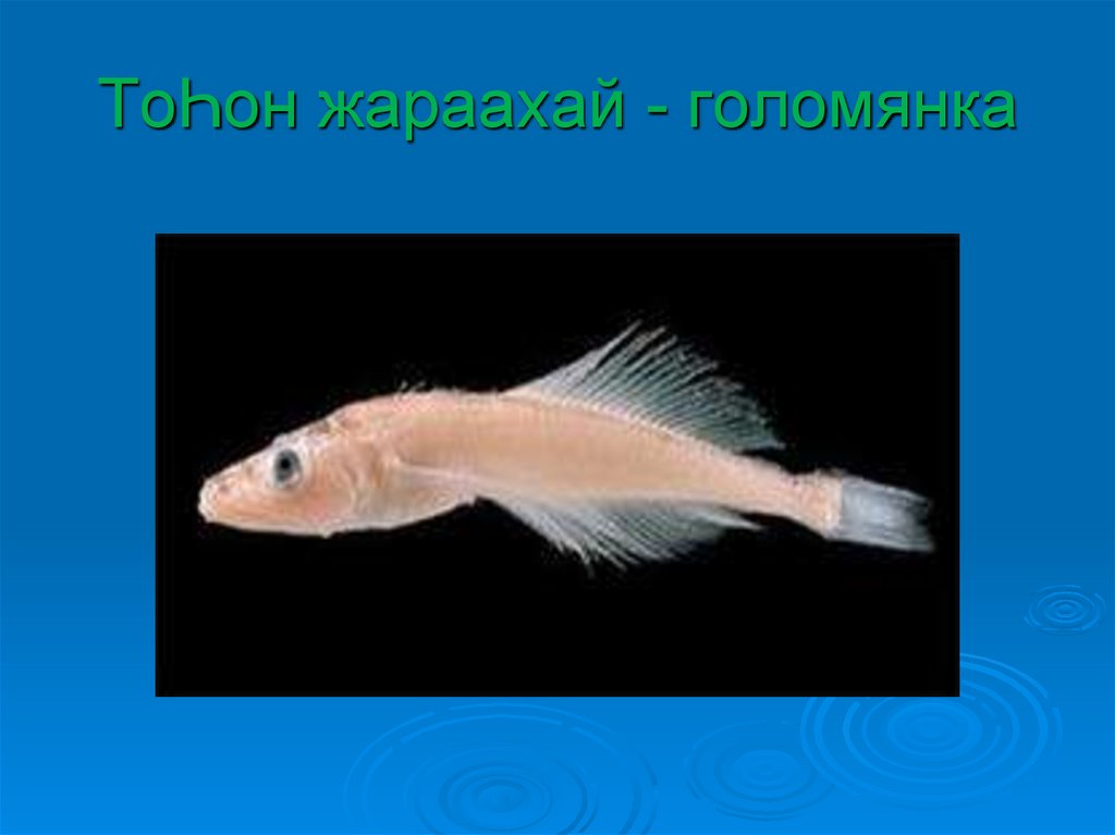 ТоҺон жараахай - голомянка