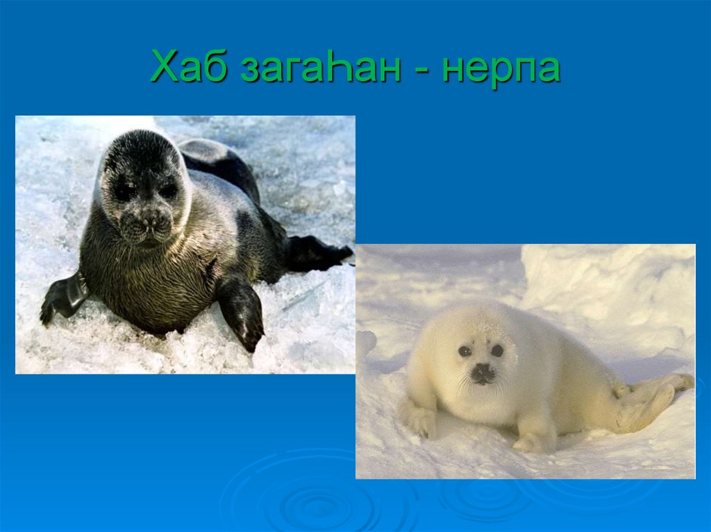 Хаб загаҺан - нерпа