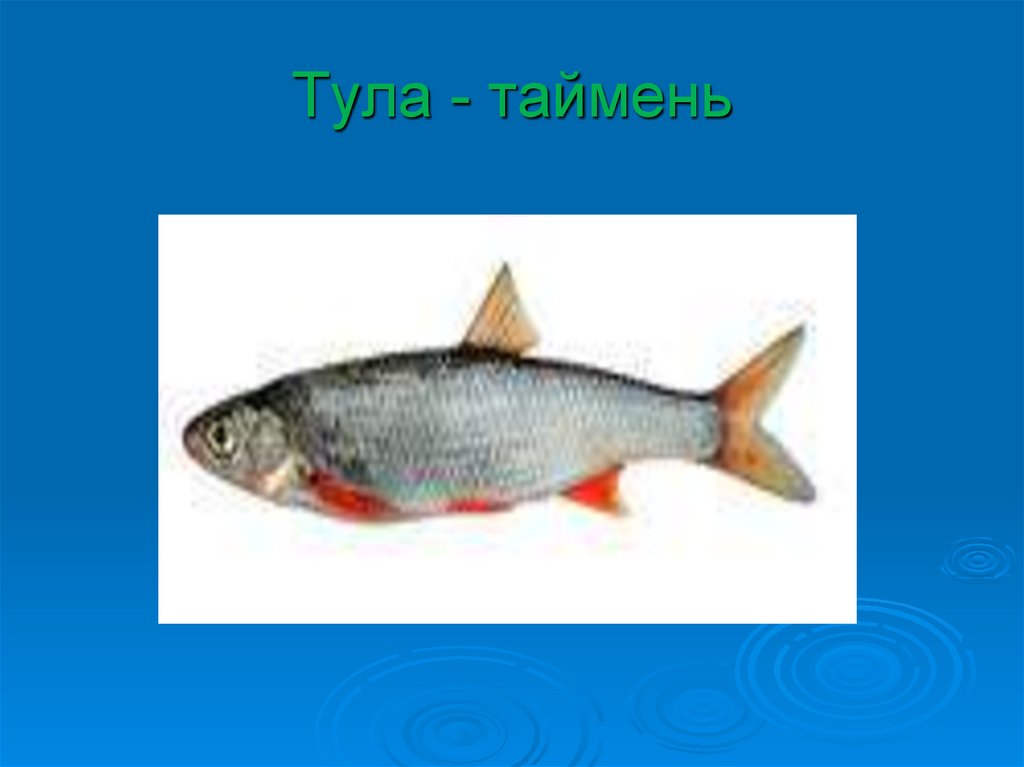 Тула - таймень